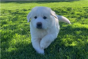 Adrian - Great Pyrenees for sale