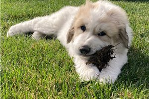 Cavall - Great Pyrenees for sale