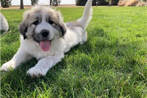 Lady - Great Pyrenees for sale