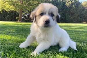 Atticus - Great Pyrenees for sale