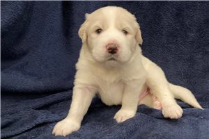 Alexander - puppy for sale