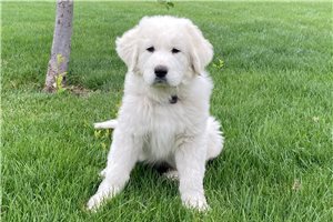 Guinevere - Great Pyrenees for sale