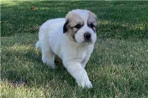 Atticus - Great Pyrenees for sale
