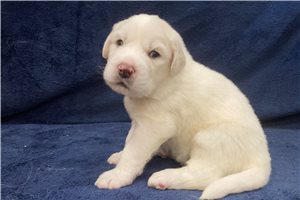 Adrian - puppy for sale