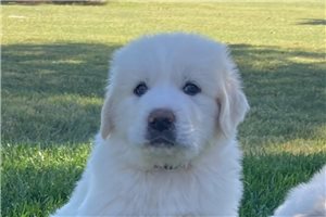 Aces - Great Pyrenees for sale