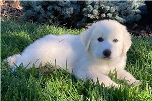 Aces - Great Pyrenees for sale