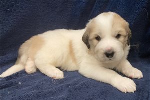 Asher - puppy for sale