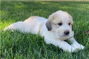 Asher - Great Pyrenees for sale