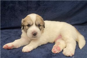 Atticus - puppy for sale