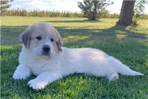 Apollo - Great Pyrenees for sale