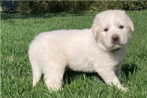 Adrian - Great Pyrenees for sale