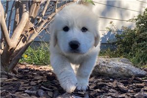 Aces - Great Pyrenees for sale