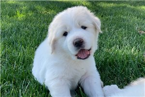 Alexander - Great Pyrenees for sale
