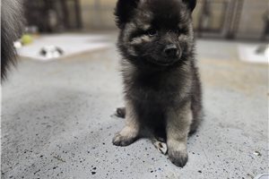 Finley - Keeshond for sale