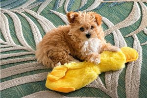 Paisley - Malti Poo - Maltipoo for sale