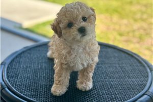 Elle - puppy for sale