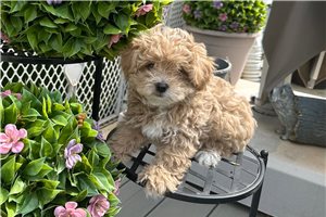 Liam - puppy for sale