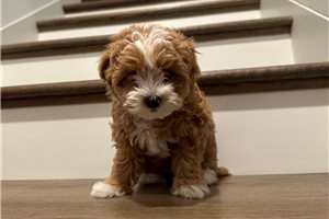 Leia - puppy for sale