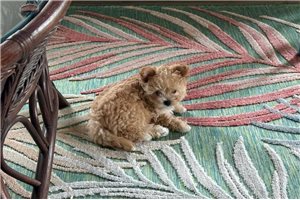 Paisley - Malti Poo - Maltipoo for sale