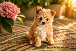 Goldie - puppy for sale
