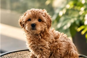 Erin - Malti Poo - Maltipoo for sale