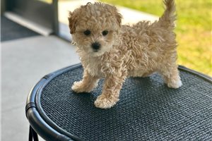 Elle - Malti Poo - Maltipoo for sale