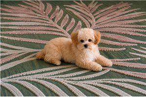 Paisley - Malti Poo - Maltipoo for sale