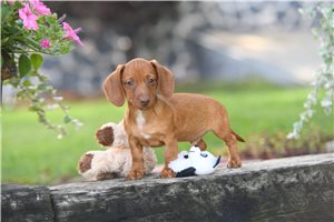 Tweenie Dachshund for Sale | Puppies | Pawrade.com