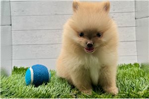 Gatlin - puppy for sale