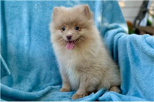 George - Pomeranian for sale