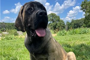 Florence - puppy for sale