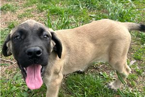 Forrest - Mastiff for sale