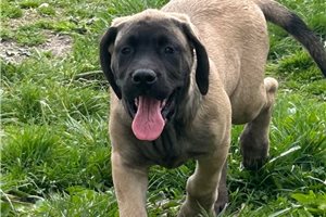 Florence - Mastiff for sale