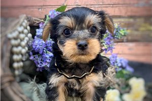 Smith - Yorkshire Terrier - Yorkie for sale