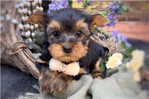 Soldier - Yorkshire Terrier - Yorkie for sale