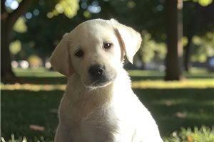Donnie - puppy for sale