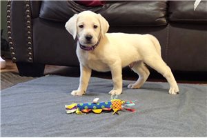 Purple Collar - puppy for sale