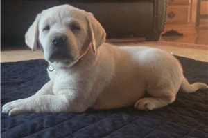 Norman - Labrador Retriever for sale