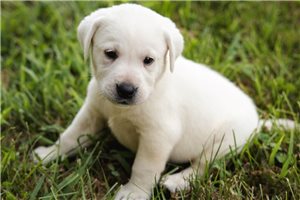 Sherman - Labrador Retriever for sale