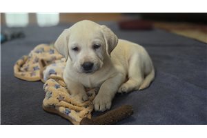 Misty - puppy for sale