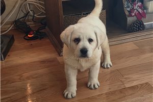Mateo - Labrador Retriever for sale