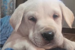 Nate - Labrador Retriever for sale