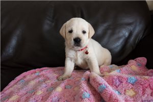 Selena - Labrador Retriever for sale