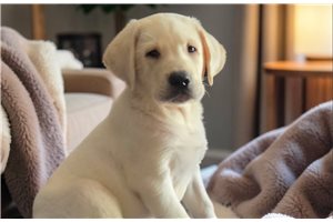 Duff - Labrador Retriever for sale