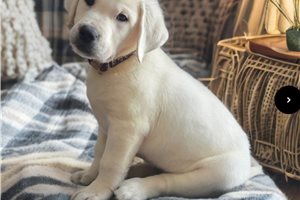 Sheldon - Labrador Retriever for sale