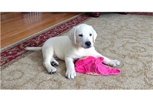 Shawn - Labrador Retriever for sale