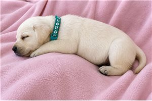 Sharon - puppy for sale