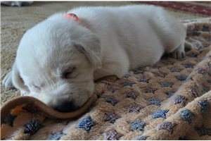 Sherman - puppy for sale