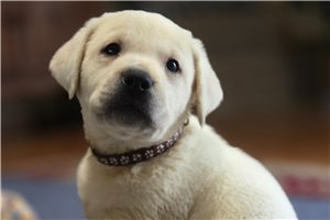 Sheldon - Labrador Retriever for sale