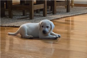 Shawn - Labrador Retriever for sale